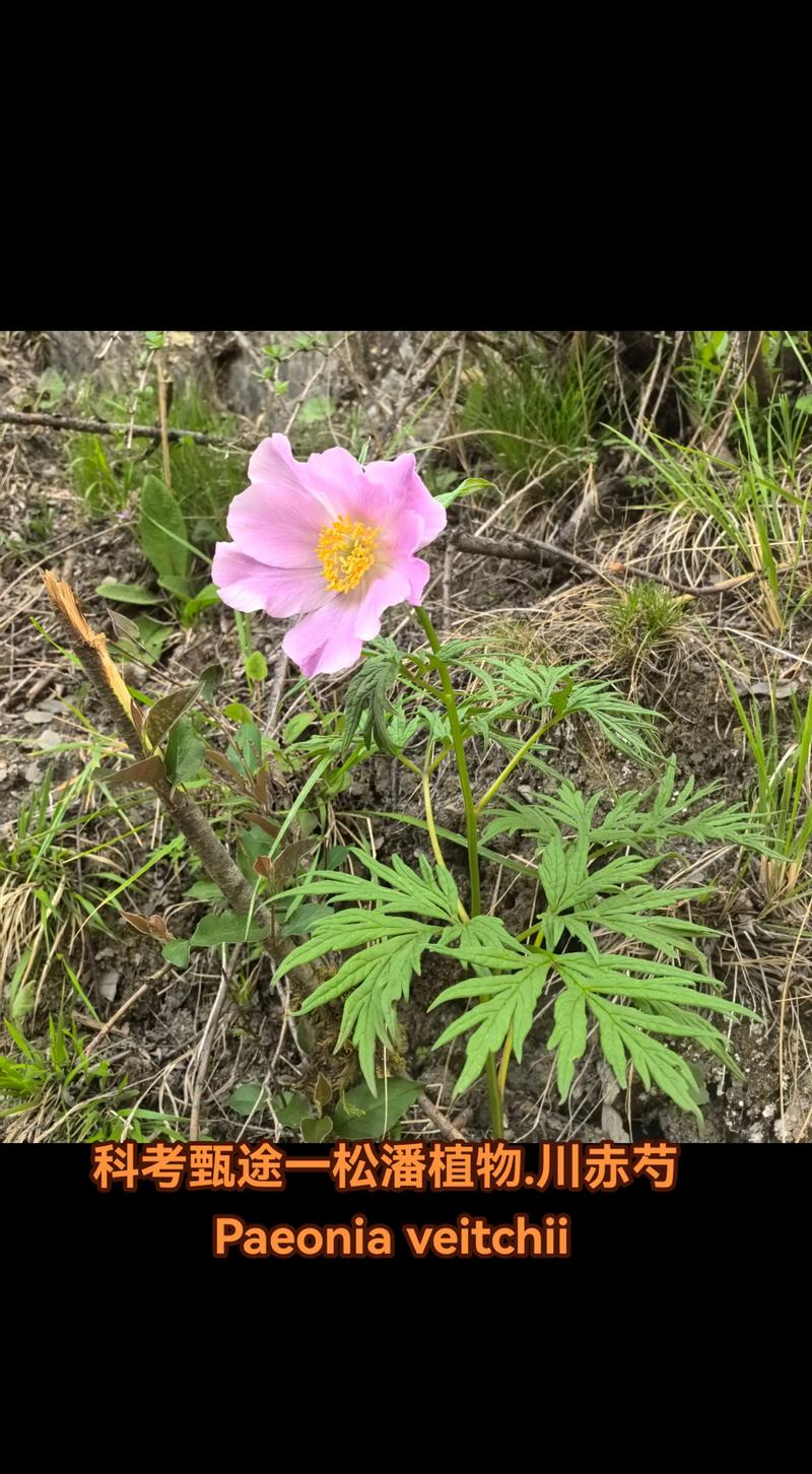 川赤芍功效与作用