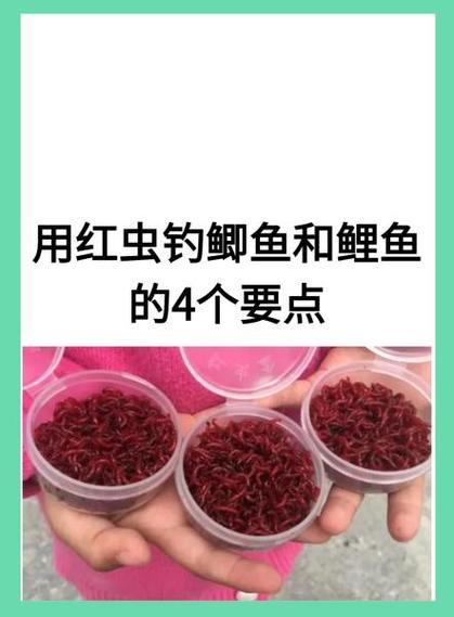 钓鱼红虫是什么