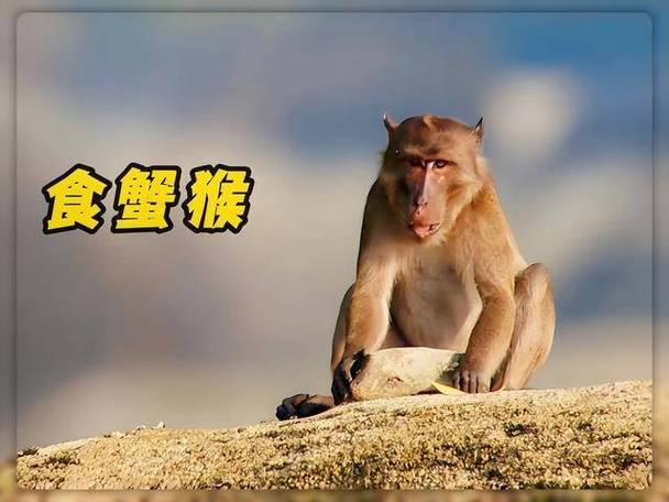 200216年猴子值多少钱