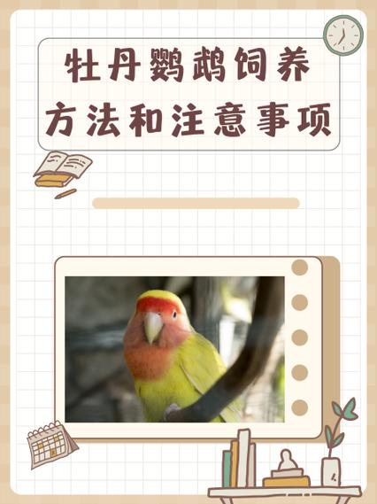 牡丹鹦鹉拆对重配