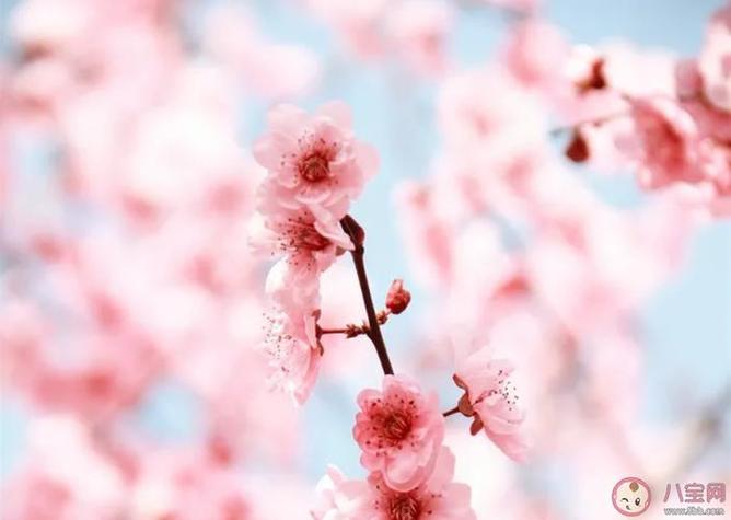 女人走桃花运的说说