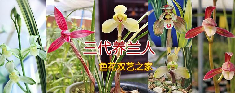 中国兰花交易网 - 兰花拍卖