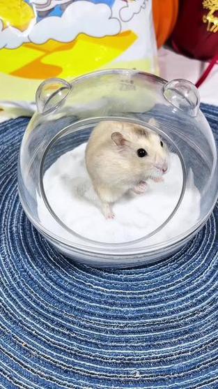 浴沙给仓鼠洗澡洗多久