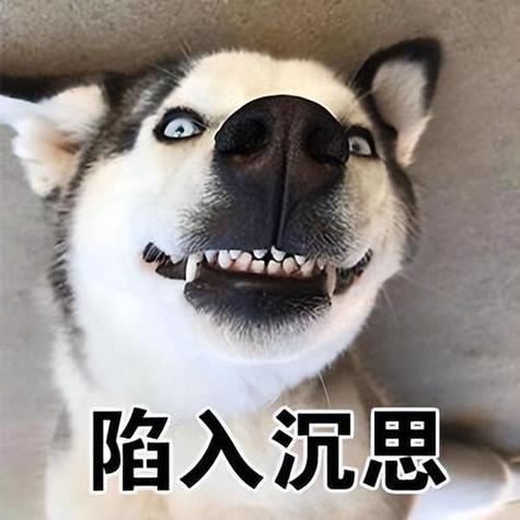 狗的幽默绰号