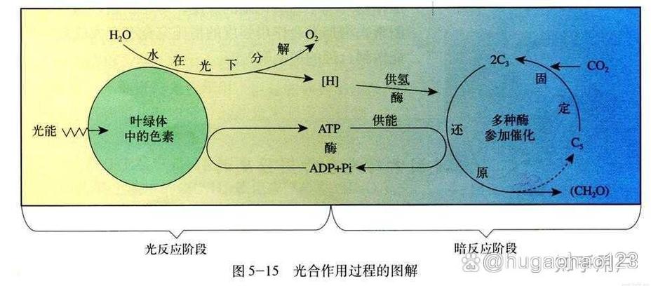 暗反应的原理