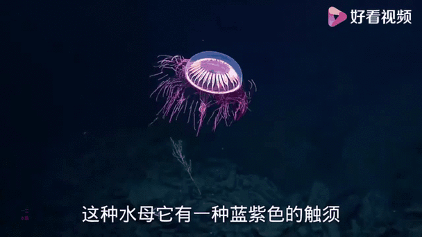 珍惜水母合集视频