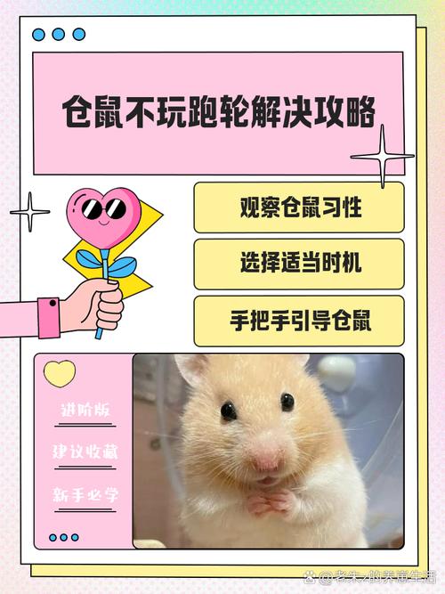 仓鼠不会玩跑轮正常吗