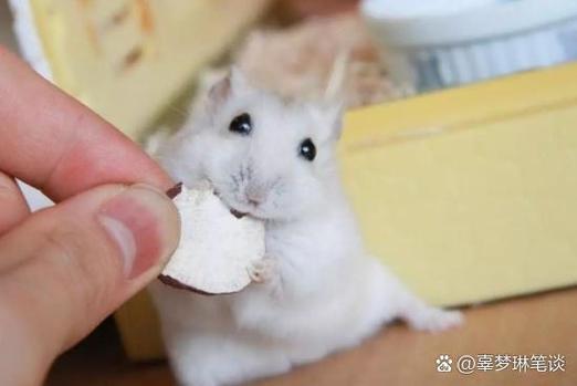 仓鼠只存粮不吃粮