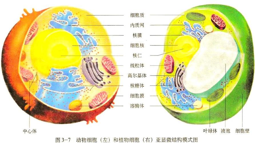 CELL的中文意思