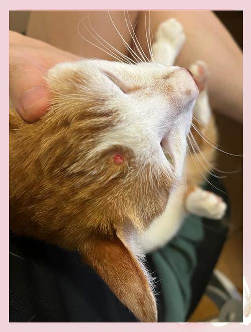 猫咪头上长了硬包凸起