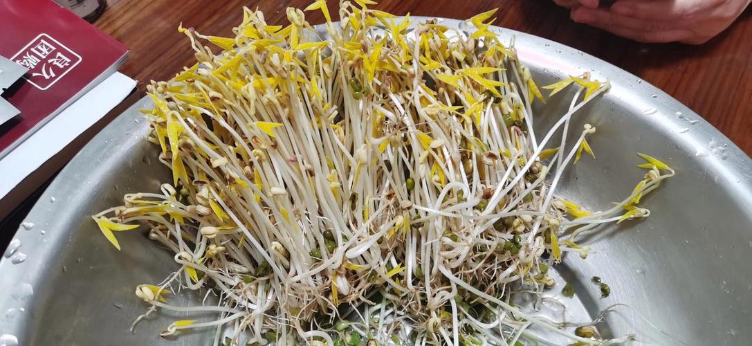 芽菜和豆芽是一样的吗