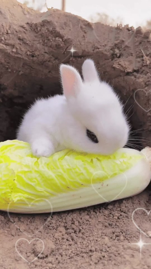 小兔子吃什么食物