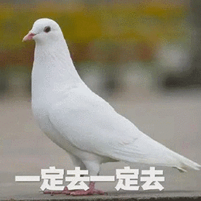 手上躺了一只鸽子表情包