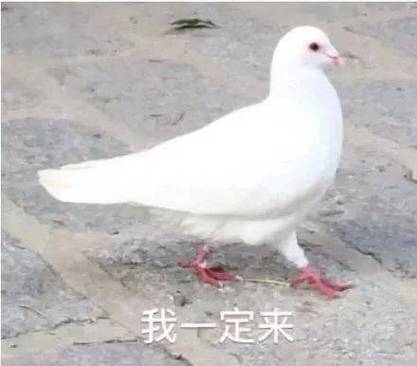 手上躺了一只鸽子表情包截图2