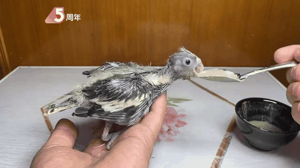 成年玄凤鹦鹉手养技巧