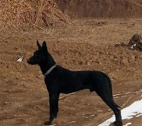 黑狼犬属于什么档次 黑狼犬属于什么档次