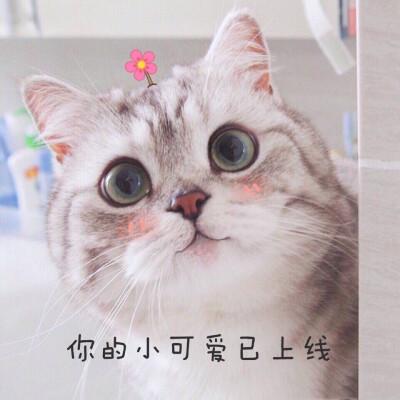 你的小可爱已上线表情