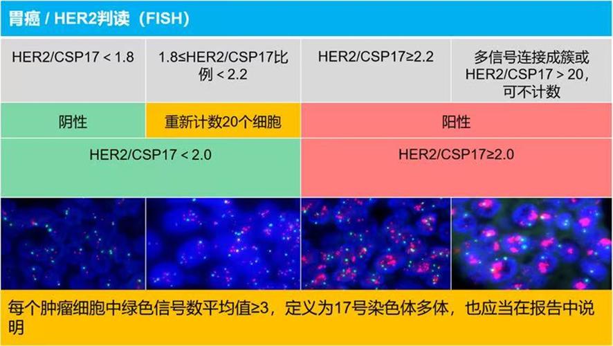 fish阴性和阳性有啥区别