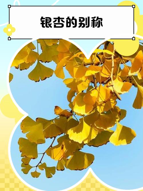 银杏fm破解版无限杏币