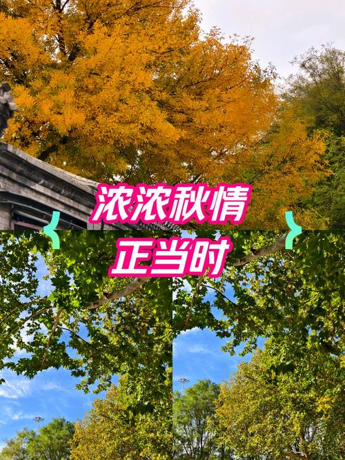 秋情轻体美化包截图1