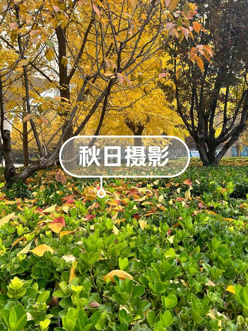秋情轻体美化包截图2
