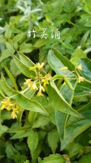竹灵消的功效与作用