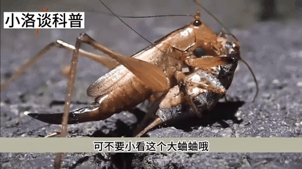 驱赶蛐蛐的声音
