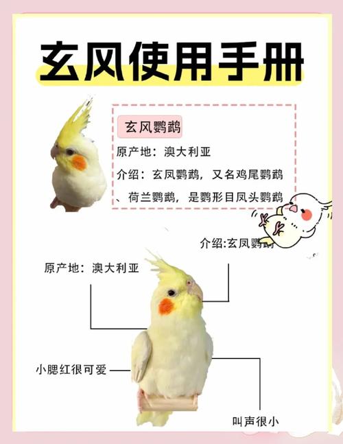 黄化玄凤鹦鹉好养吗 黄化玄凤鹦鹉好养吗