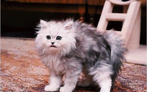 猫不在猫砂盆里尿是什么原因截图3