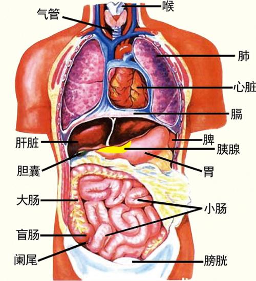 人体器官模型结构图截图3