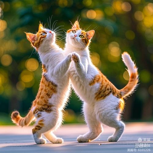 猫之间也有夫妻吗