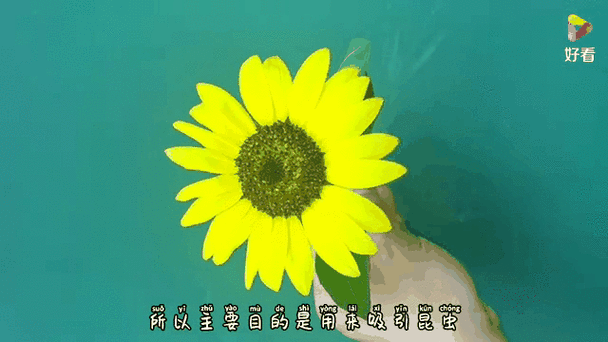 向日葵妈妈学院是谁创建的 向日葵妈妈学院是谁创建的