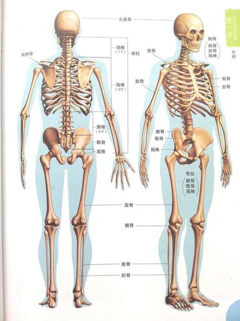 人体结构模型图