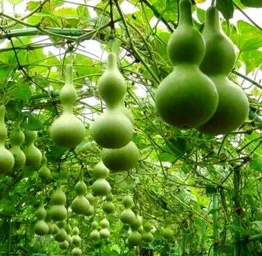 葫芦 成熟