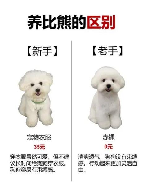 比熊价格表2026价目表