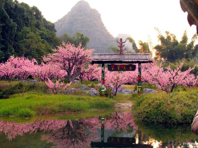 桃源桃花源