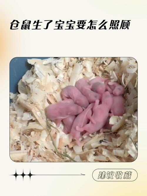 仓鼠生宝宝的前兆