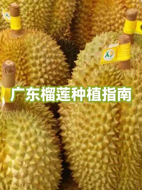 整个榴莲放一个月会坏吗