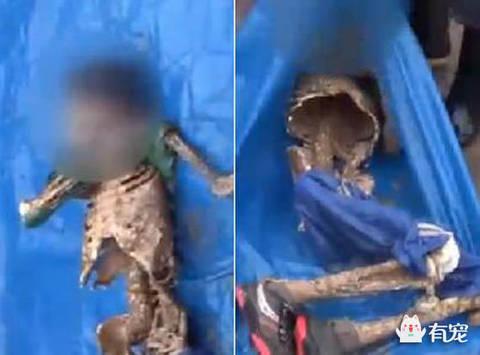 人死在海里会被鱼吃掉吗