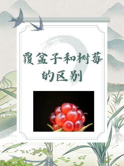 树莓修剪示意图截图1