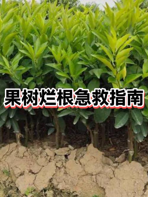果树烂根最好的处理方法