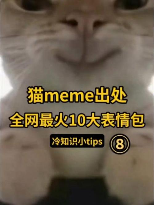 小猫表情包meme有哪些经典款