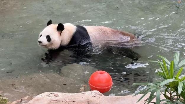 大熊猫为什么不会游泳