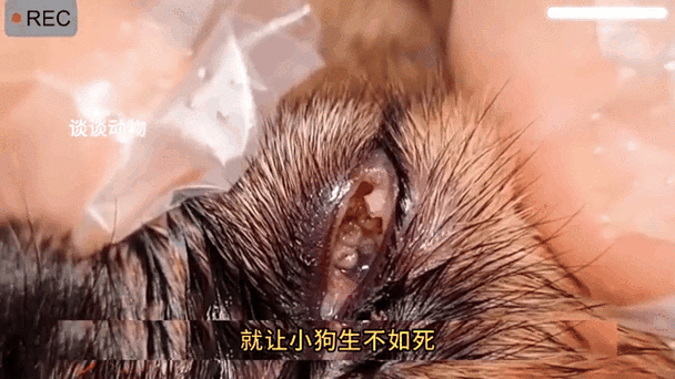 给动物清理寄生虫 视频