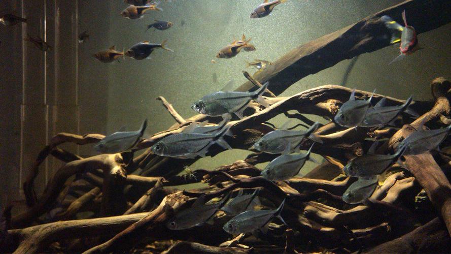 南美水族北京版