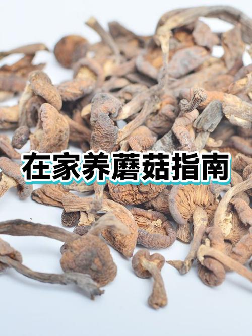 在家怎么种蘑菇