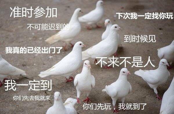 鸽子精表情包 鸽子精表情包