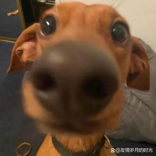 大头狗是什么意思截图3