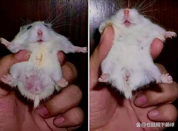 母仓鼠咬公仓鼠是什么原因