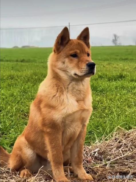 柴犬可以当土狗养吗